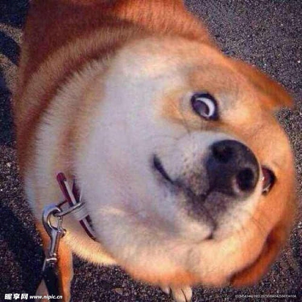 狗