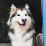 狗