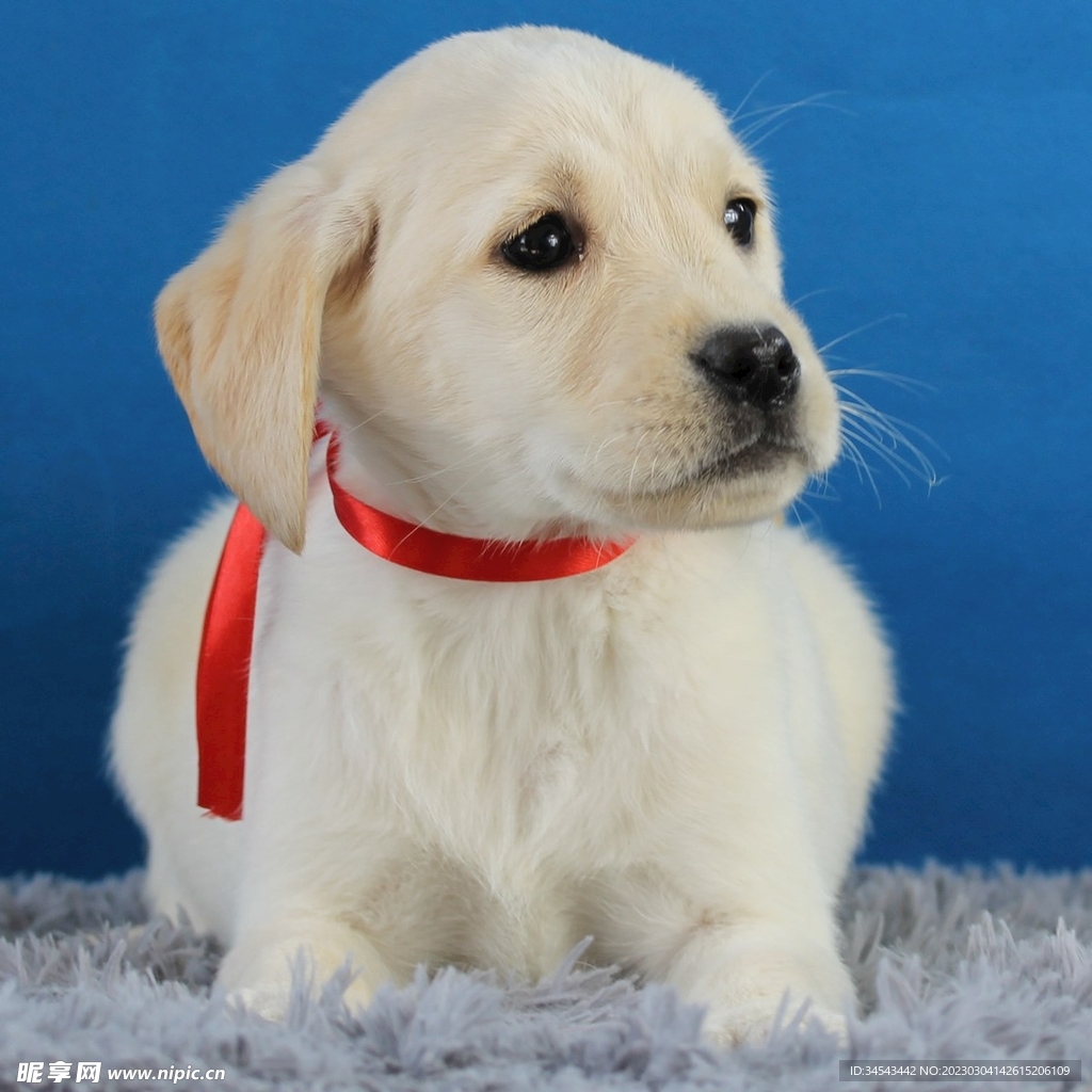 狗
