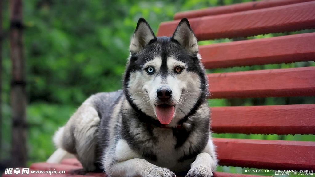 狗