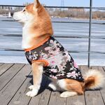 狗