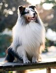 狗