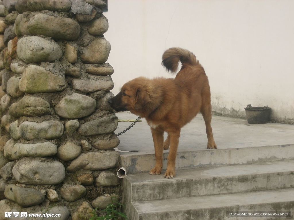 狗