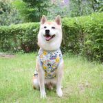 狗