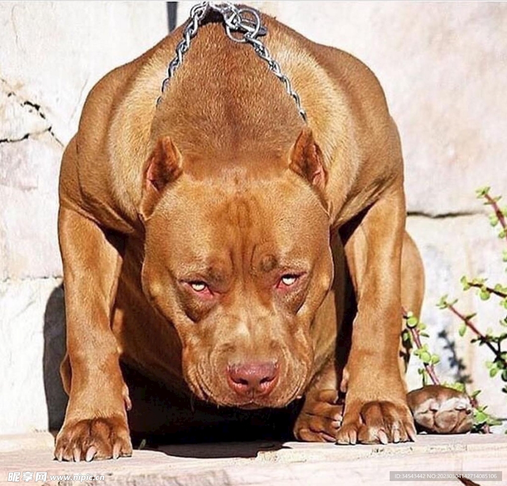 狗