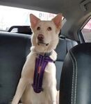 狗