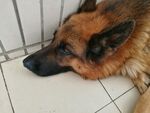 狗