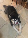 狗