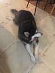 狗