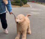 狗
