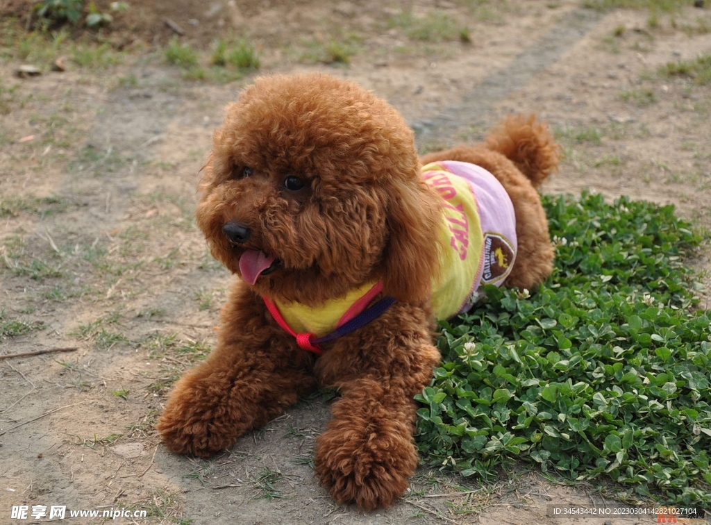 狗
