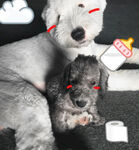 狗