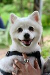 狗