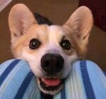 狗