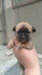 狗
