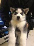 狗