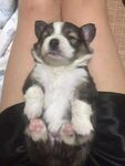 狗