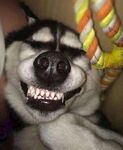 狗
