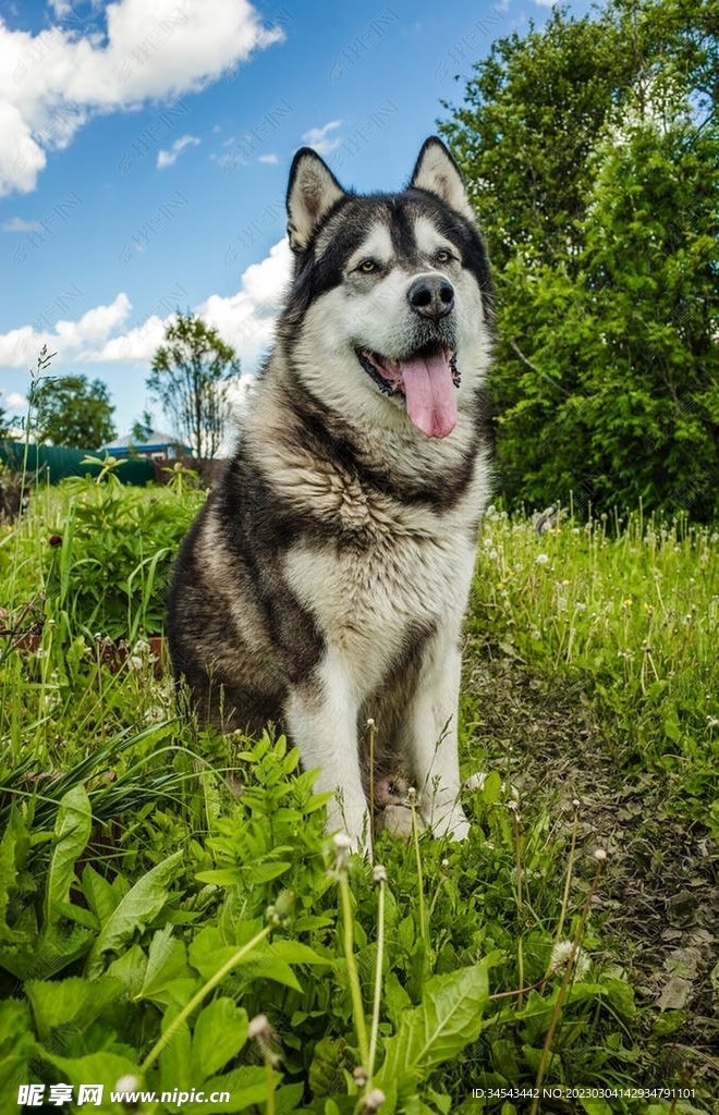 狗