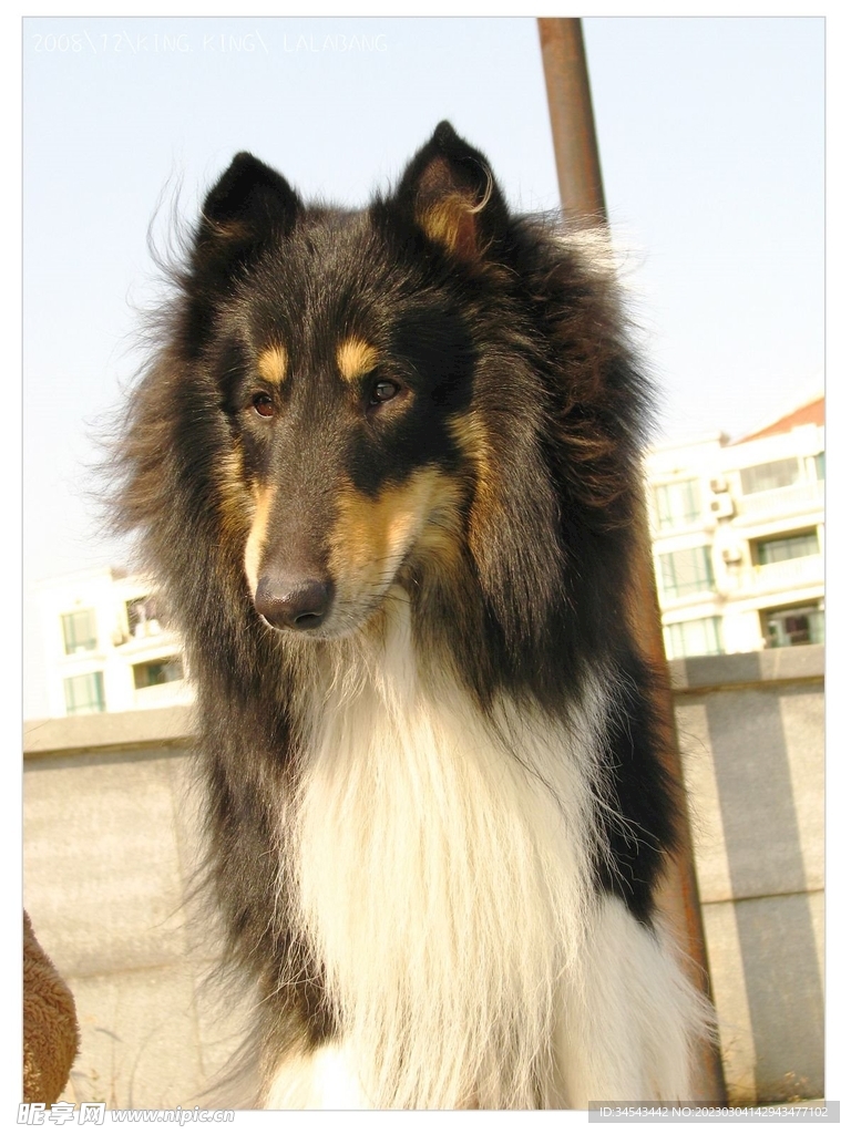 狗