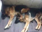 狗