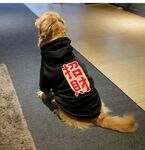 狗