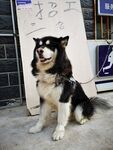 狗