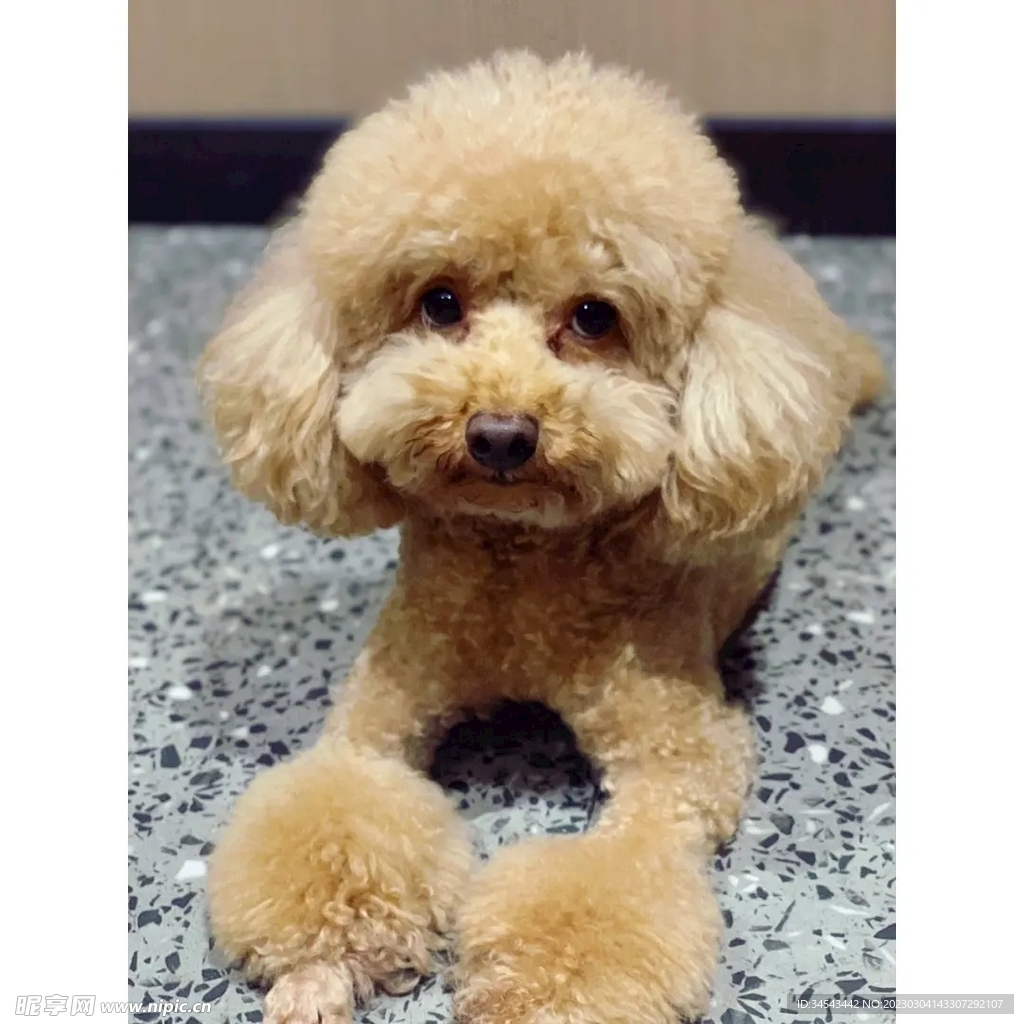 狗