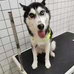狗
