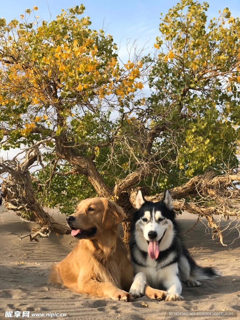 狗
