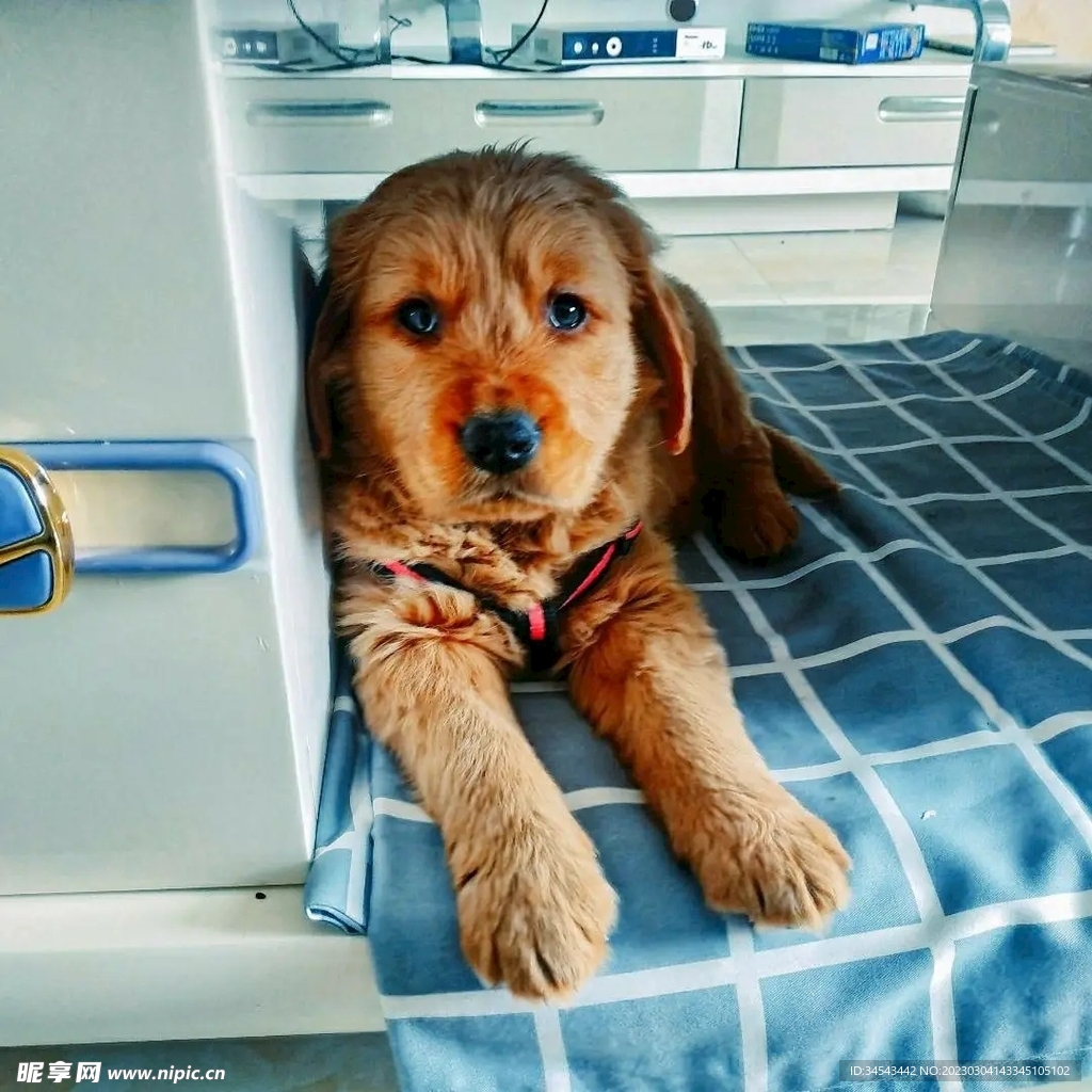 狗