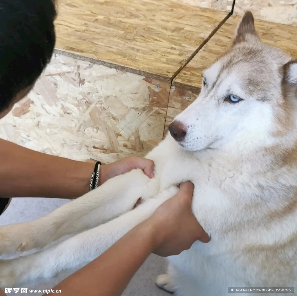 狗