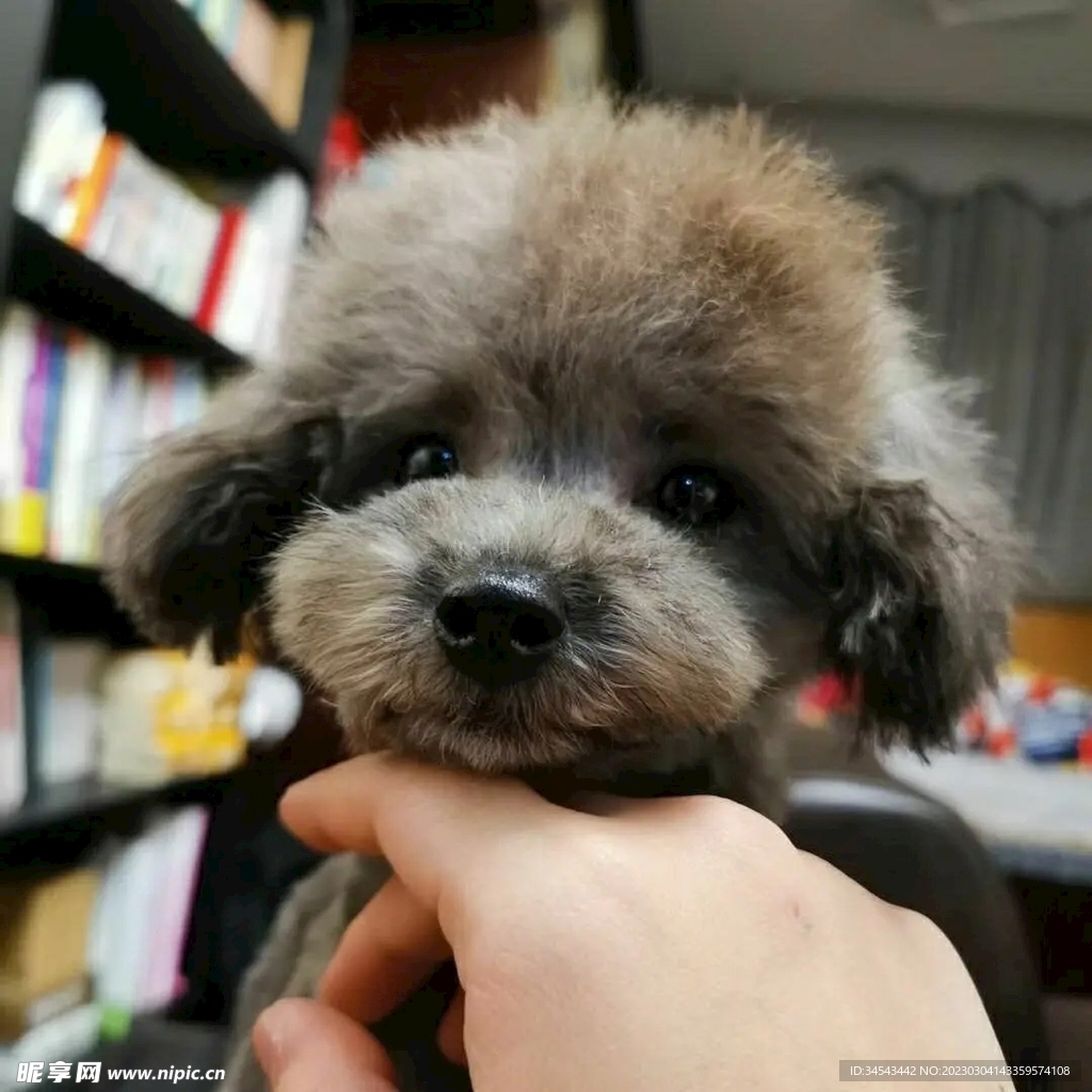 狗
