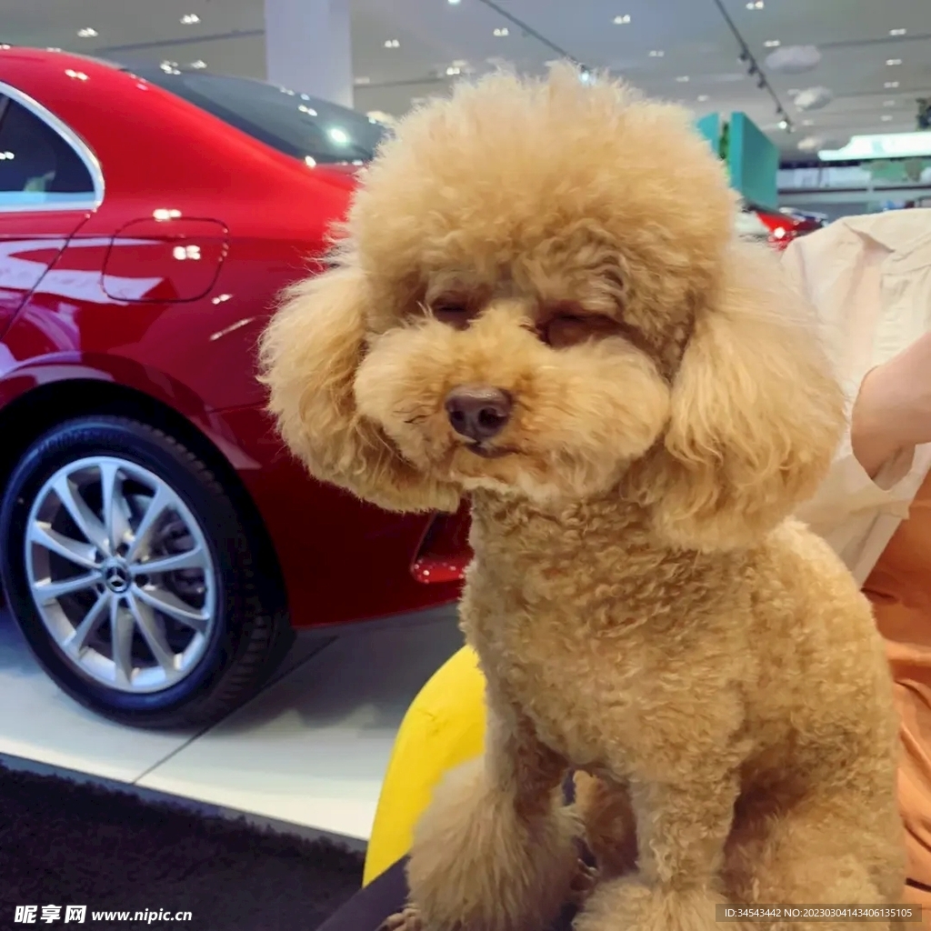 狗
