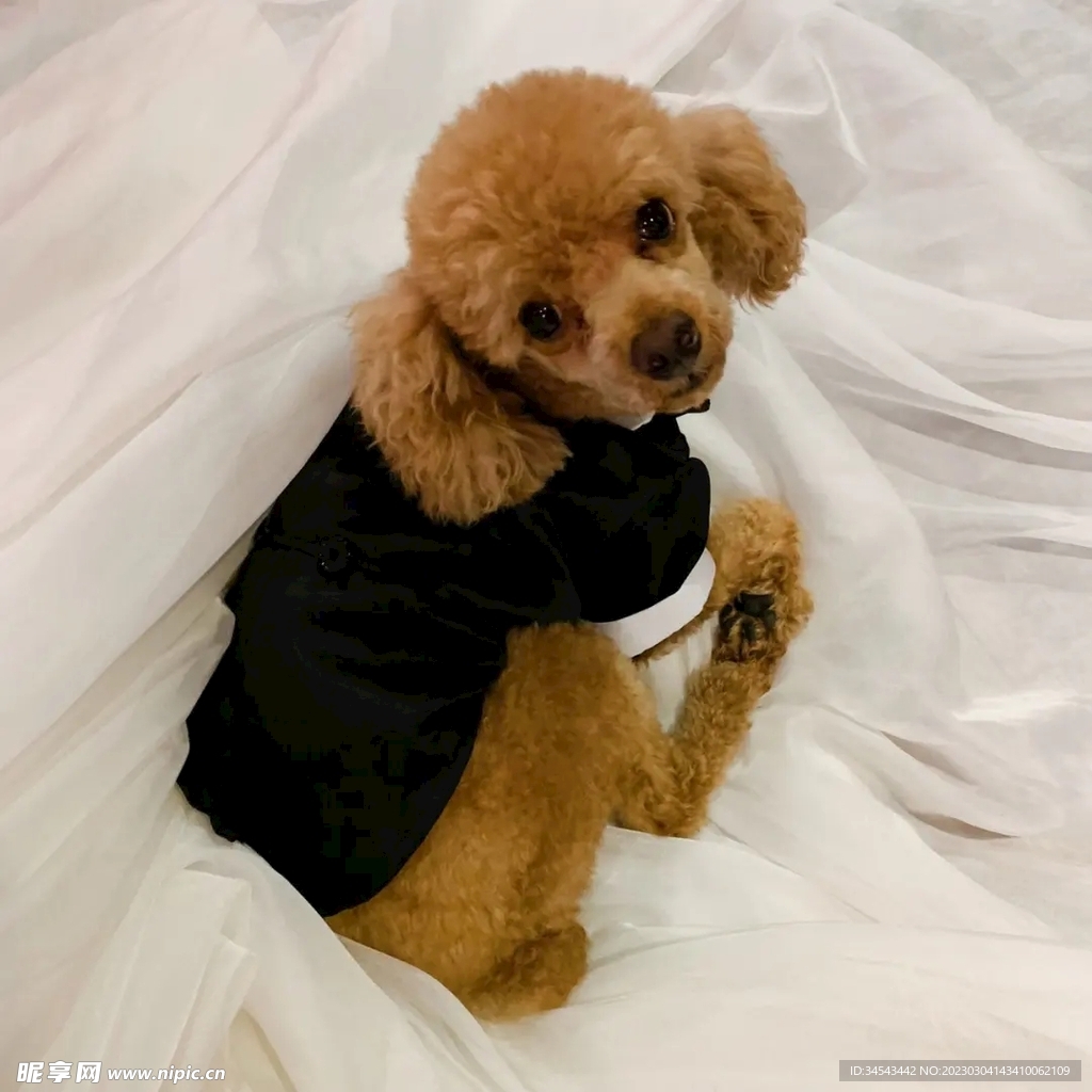 狗