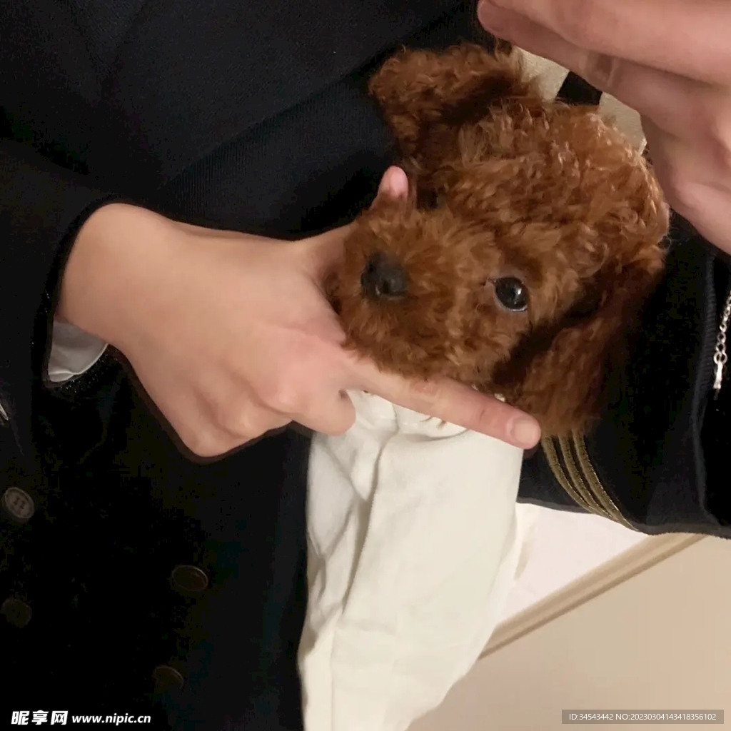 狗