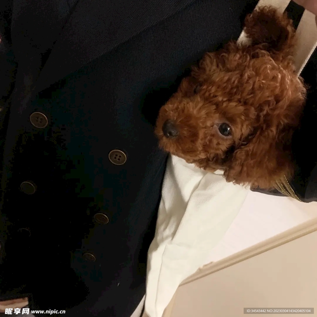 狗