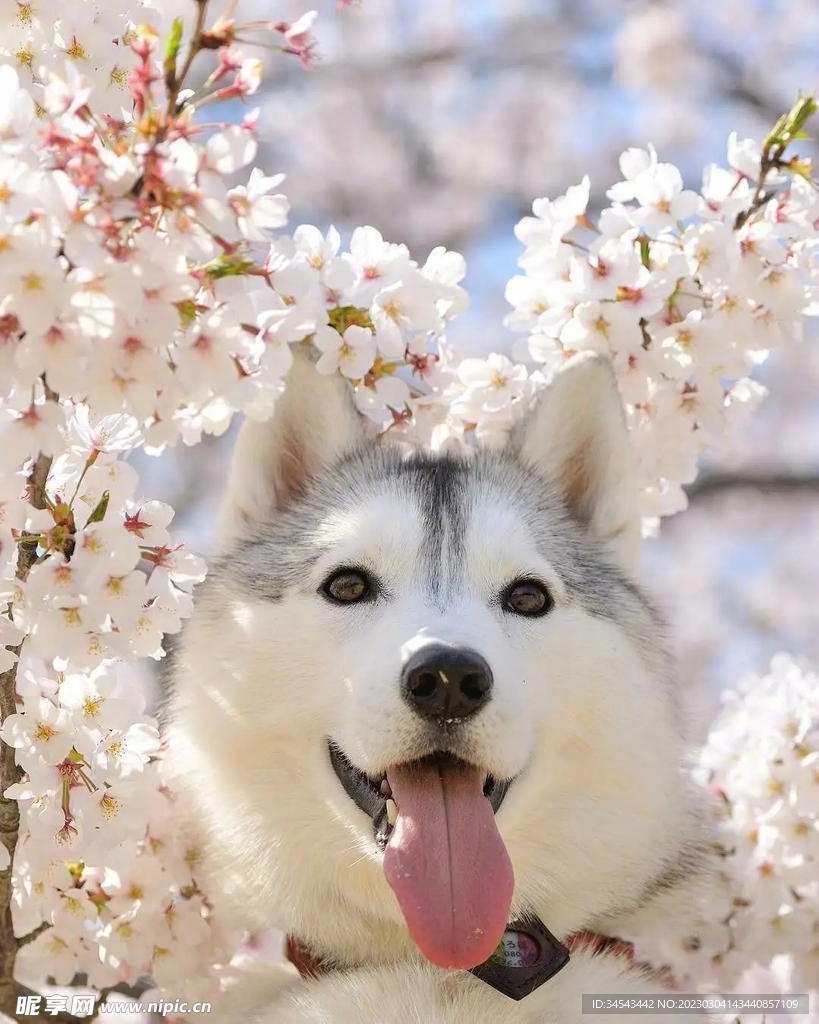 狗