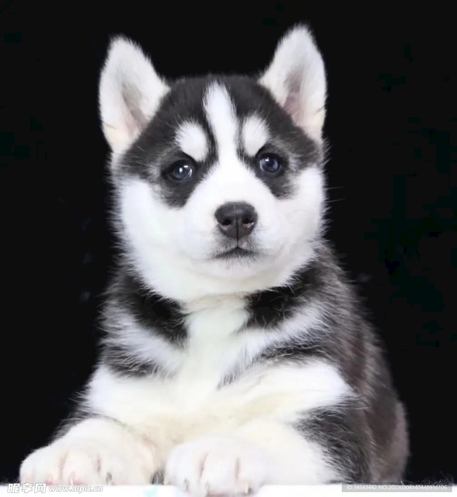 狗