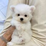 狗