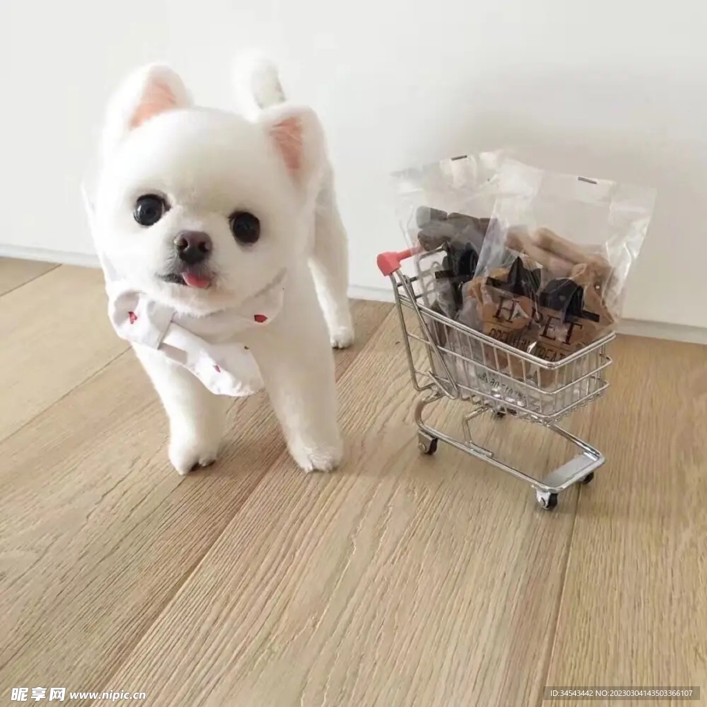 狗