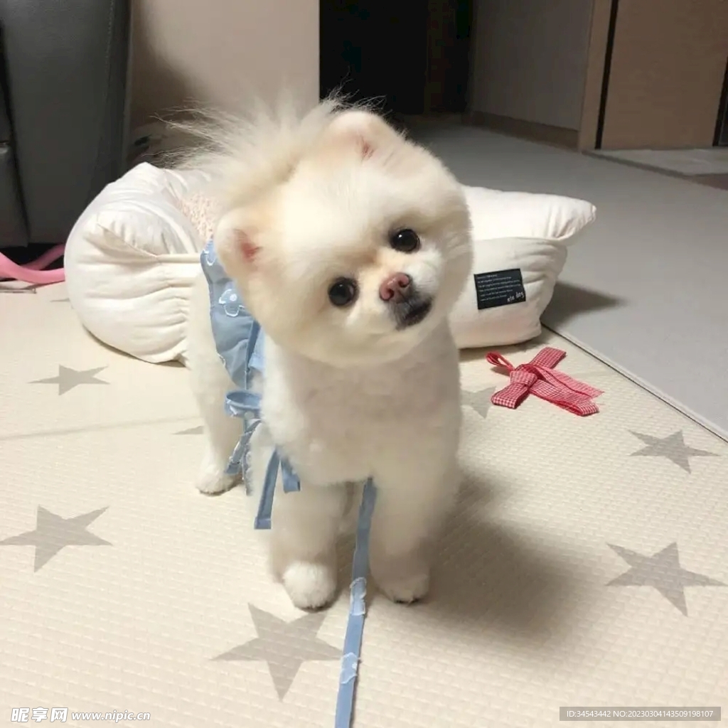 狗
