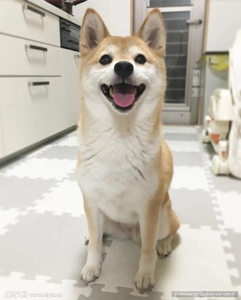 狗