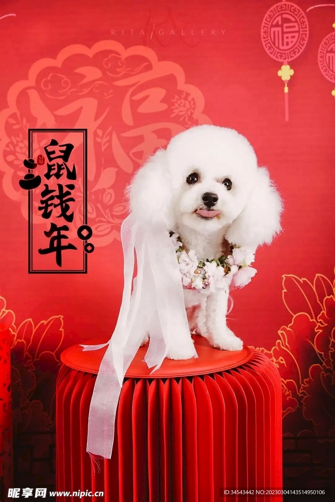 狗