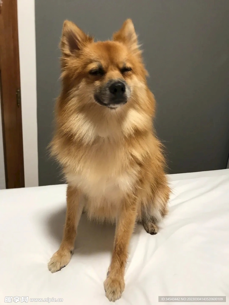 狗
