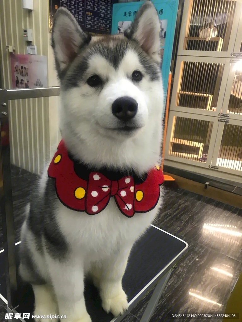 狗