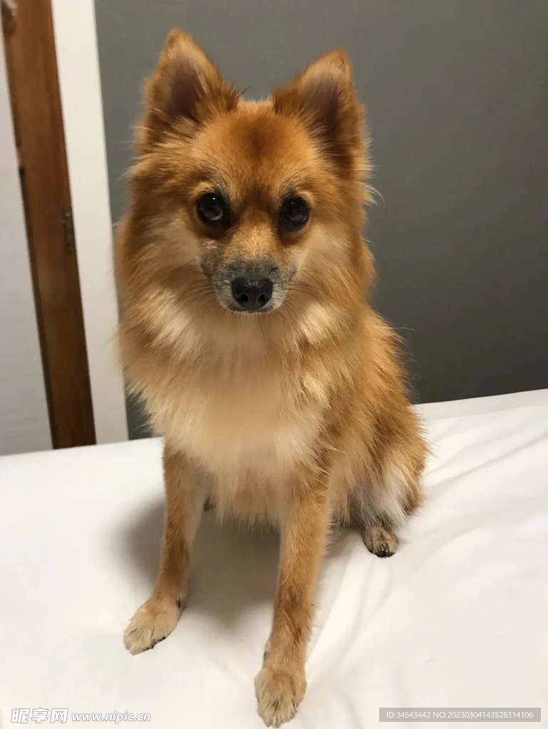 狗