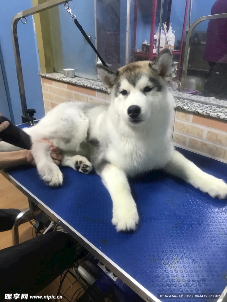 狗