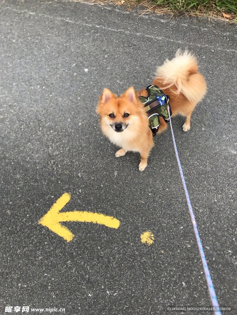 狗