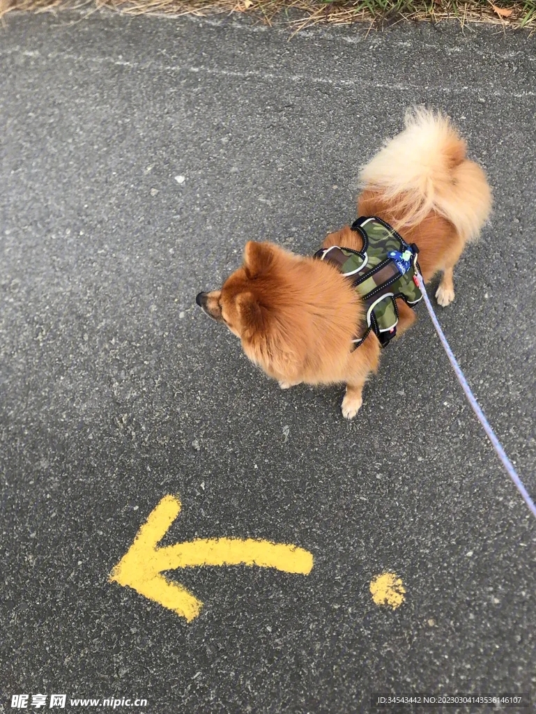 狗
